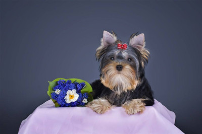 适合女性创业的十大项目宠物摄影